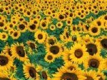 Ayçiçeği Yetiştiriciliği Nasıl Yapılır?