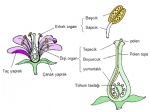Döllenmede Arı Kullanımının Önemi Nedir?