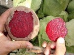 Hayvan Pancarı Yetiştiriciliği Nasıl Yapılır?