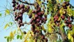 Hünnap Yetiştiriciliği Nasıl Yapılır?