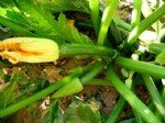 Kabak Yetiştiriciliği Nasıl Yapılır?