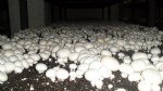 Kültür Mantarı Yetiştiriciliği Nasıl Yapılır?