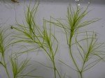 Paspalum Paspalodes (Michx.) Schrib. (Su Ayrığı)