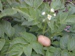 Patates Yetiştiriciliği Nasıl Yapılır?