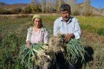 Pırasa Yetiştiriciliği Nasıl Yapılır?