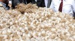 Sarımsak Yetiştirme Ve Gübreleme Nasıl Yapılır?