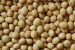 Soya Fasulyesi Yetiştiriciliği Nasıl Yapılır?