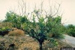Turunçgil Uçkurutan Hastalığı Belirtileri, Nedenleri Ve Mücadelesi