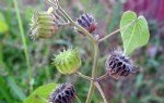 Abutilon Theophrastii Medik. (Hint Keneviri)
