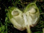 Abutilon Theophrastii Medik. (Hint Keneviri)