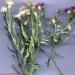 Acroptilon Repens (Kekre, Acımık) Otu Nedir?