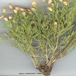 Acroptilon Repens (Kekre, Acımık) Otu Nedir?