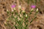 Acroptilon Repens (Kekre, Acımık) Otu Nedir?
