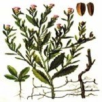 Acroptilon Repens (Kekre, Acımık) Otu Nedir?