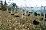 Ahır Gübresi Ve Önemi Nelerdir?