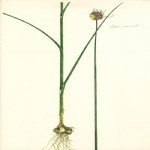 Alopecurus Myosuroides Huds. (Tilki Kuyruğu)