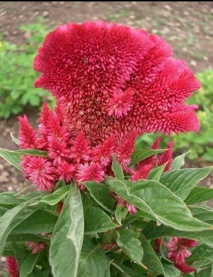 Tarımda Horozibiği (Amaranthus): Yabancı Ot Mu, Alternatif Tahıl Mı?