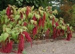 Tarımda Horozibiği (Amaranthus): Yabancı Ot Mu, Alternatif Tahıl Mı?