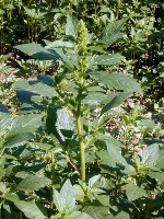 Tarımda Horozibiği (Amaranthus): Yabancı Ot Mu, Alternatif Tahıl Mı?
