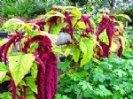 Tarımda Horozibiği (Amaranthus): Yabancı Ot Mu, Alternatif Tahıl Mı?