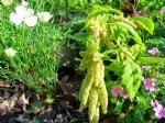 Tarımda Horozibiği (Amaranthus): Yabancı Ot Mu, Alternatif Tahıl Mı?