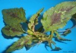 Amaranthus Spinosus L. (Dikenli Horoz İbiği) Nedir? Amaranthus Spinosus L. (Dikenli Horoz İbiği) Nedir?
