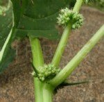 Amaranthus Spinosus L. (Dikenli Horoz İbiği) Nedir? Amaranthus Spinosus L. (Dikenli Horoz İbiği) Nedir?