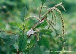 Amaranthus Spinosus L. (Dikenli Horoz İbiği) Nedir? Amaranthus Spinosus L. (Dikenli Horoz İbiği) Nedir?
