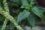 Amaranthus Spinosus L. (Dikenli Horoz İbiği) Nedir? Amaranthus Spinosus L. (Dikenli Horoz İbiği) Nedir?
