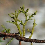 Arceuthobium Oxycedri (DC) Bieb. (Ardıç Ökse Otu) Nedir?