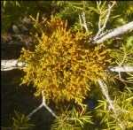 Arceuthobium Oxycedri (DC) Bieb. (Ardıç Ökse Otu) Nedir?