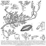 Arceuthobium Oxycedri (DC) Bieb. (Ardıç Ökse Otu) Nedir?