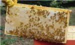 Bal Arısı Yetiştiriciliği Nasıl Yapılır?