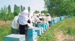 Arıcılıkta İlkbahar Bakımı Nasıl Olmalıdır?