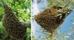 Arıların Oğul Vermesi Nasıl Olur?