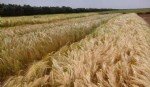 Arpa Yetiştiriciliği Nasıl Yapılır?