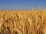 Arpa Yetiştiriciliği Nasıl Yapılır?