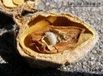 Badem İç Kurdu Nedir? Zararları Ve Mücadele Yöntemleri