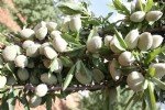 Badem Yetiştiriciliği Nasıl Yapılır?