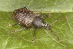 Bağ Maymuncuğu Ve Asma Hortumlu Böceği Nedir? Zararları Ve Mücadelesi