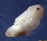 Bağ Maymuncuğu Ve Asma Hortumlu Böceği Nedir? Zararları Ve Mücadelesi Bağ Maymuncuğu Ve Asma Hortumlu Böceği Nedir? Zararları Ve Mücadelesi