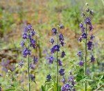 Bitotu (Mezevek) Faydaları Ve Zararları Nelerdir? Bitotu (Mezevek) Faydaları Ve Zararları Nelerdir?