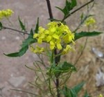 Boreava Orientalis Jaub And Spach. (Sarı Ot, Sarı Çiçek, Kırşahak) Otu