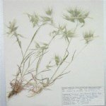 Bromus Tectorum (Püsküllü Çayır) Bromus Tectorum (Püsküllü Çayır)