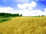 Buğday Yetiştiriciliği Nasıl Yapılır?