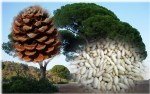 Çamfıstığı Faydaları Ve Zararları Nelerdir?