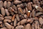 Çamfıstığı Faydaları Ve Zararları Nelerdir?