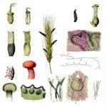 Çavdar Mahmuzu Hastalığı (Claviceps Purpurea)