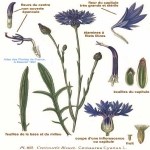 Centaurea Cyanus L. (Mavi Peygamber Çiçeği, Gökbaş) Otu