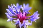 Centaurea Cyanus L. (Mavi Peygamber Çiçeği, Gökbaş) Otu